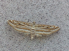 Parapoynx fluctuosalis