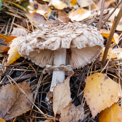 Chlorophyllum rhacodes