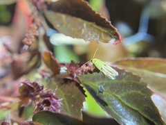 Stathmopoda auriferella