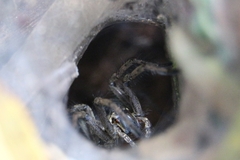 Aglaoctenus lagotis