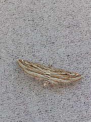 Parapoynx fluctuosalis