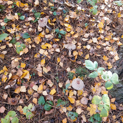 Chlorophyllum rhacodes
