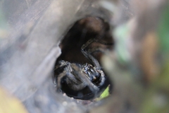 Aglaoctenus lagotis
