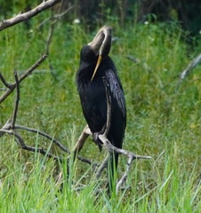Anhinga melanogaster