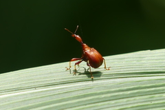 Trachelophorini