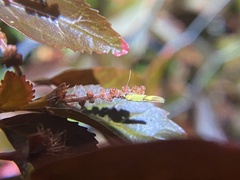 Stathmopoda auriferella