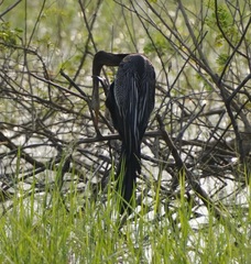 Anhinga melanogaster