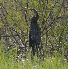 Anhinga melanogaster