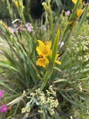 Sisyrinchium palmifolium