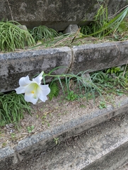 Lilium formosanum
