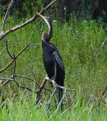 Anhinga melanogaster