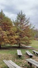 Taxodium mucronatum