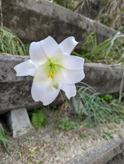 Lilium formosanum