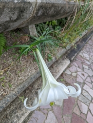 Lilium formosanum