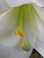Lilium formosanum