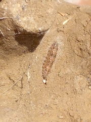 Polyxenus lagurus