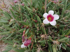 Pachypodium bispinosum