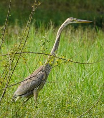 Ardea purpurea