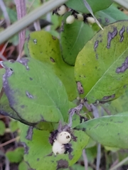 Symphoricarpos occidentalis