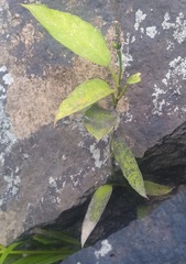 Culcasia tenuifolia image