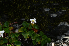 Viola adenothrix tsugitakaensis