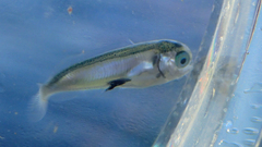 Tadpole Fish photo 4
