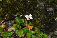 Viola adenothrix tsugitakaensis