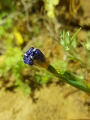 Calydorea xiphioides
