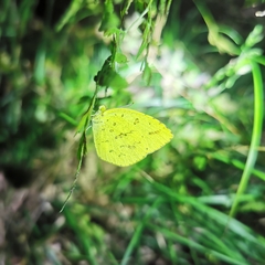 Eurema mandarina
