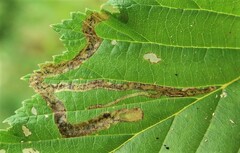 Agromyza filipendulae