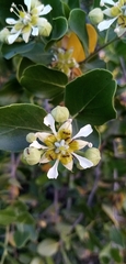 Quillaja saponaria
