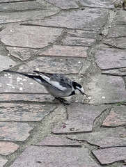 Motacilla alba