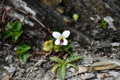 Viola adenothrix