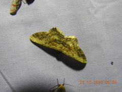 Ruttellerona pseudocessaria