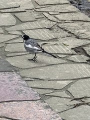 Motacilla alba