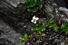 Viola adenothrix