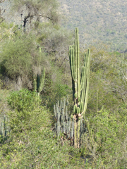 Cereus stenogonus