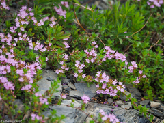 Thymus sibiricus