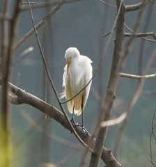 Ardea intermedia