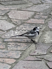 Motacilla alba