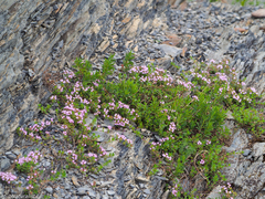 Thymus sibiricus