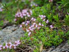 Thymus sibiricus