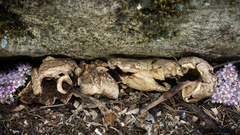 Agaricus xanthodermus