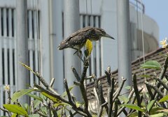 Nycticorax nycticorax nycticorax