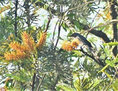 Dicrurus leucophaeus