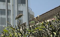 Nycticorax nycticorax nycticorax