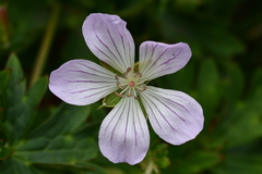 Geranium hayatanum
