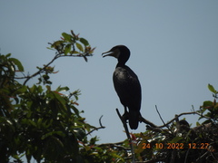 Phalacrocorax fuscicollis