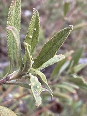 Rhopalomyia audibertiae
