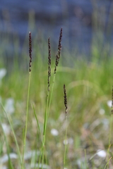 Calamagrostis stricta